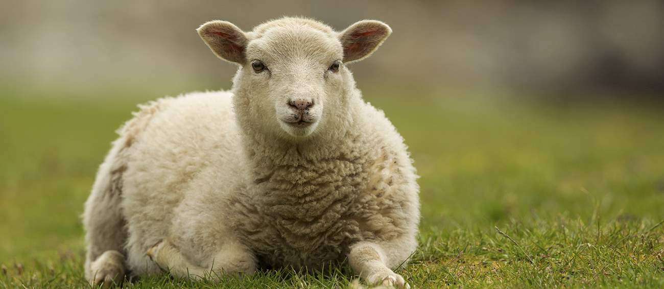 3 Best Sheep in Scotland - TasteAtlas