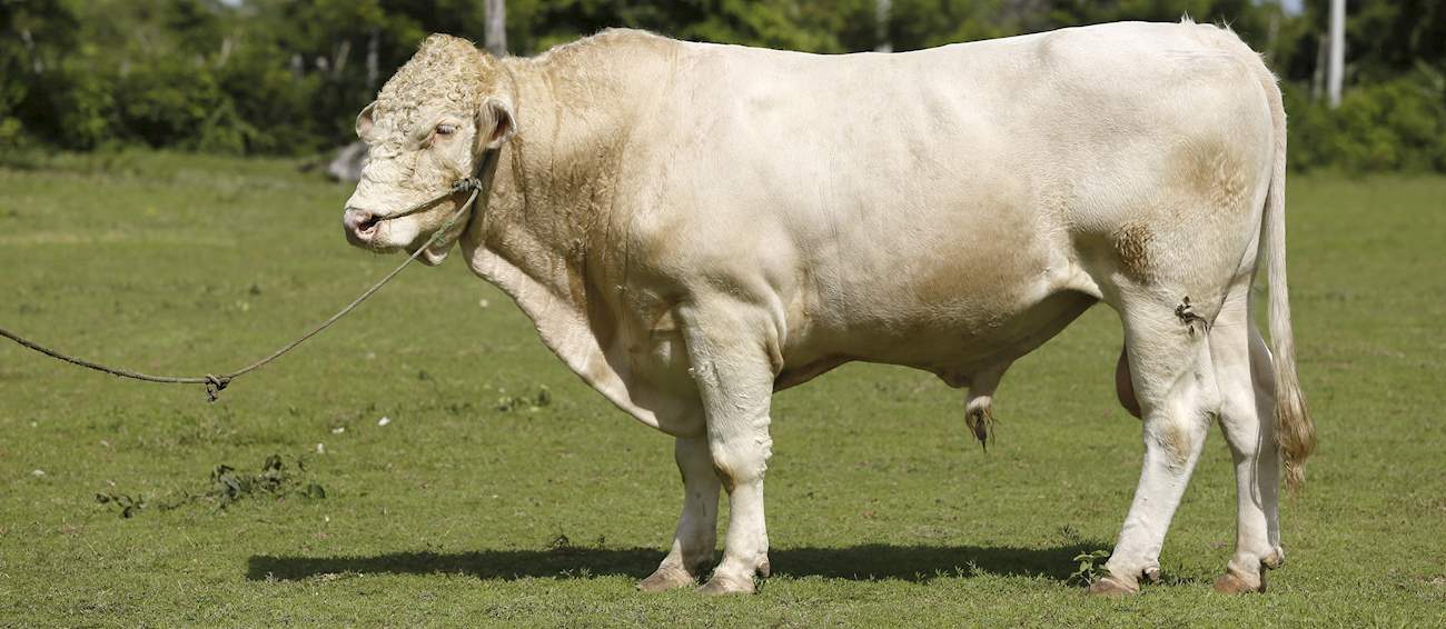 Boeuf Charolais du Bourbonnais | Local Beef Cattle Breed From Allier ...