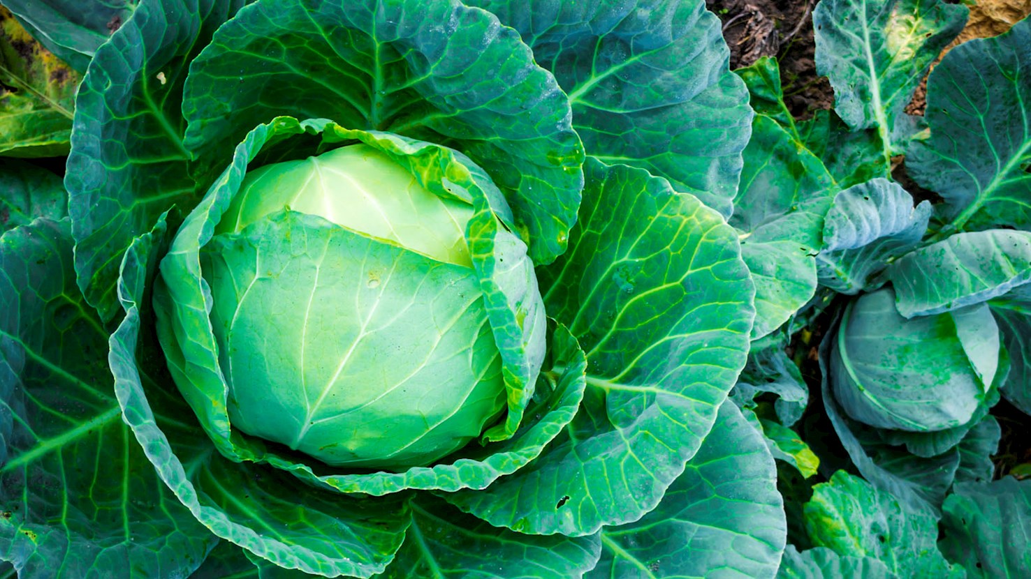 5 Best Cabbages in Europe - TasteAtlas