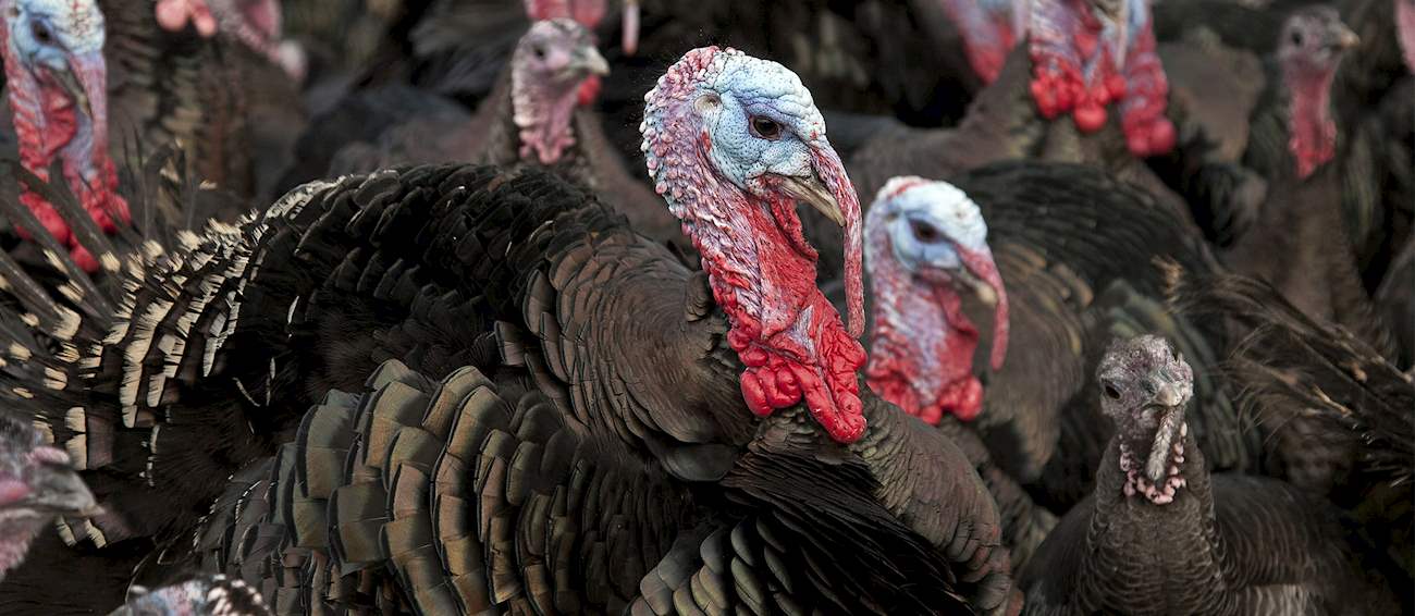 Best Rated Fresh Meats in The World TasteAtlas