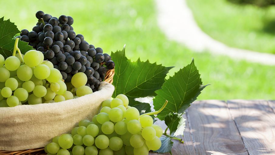 3 Most Popular Italian Grapes TasteAtlas