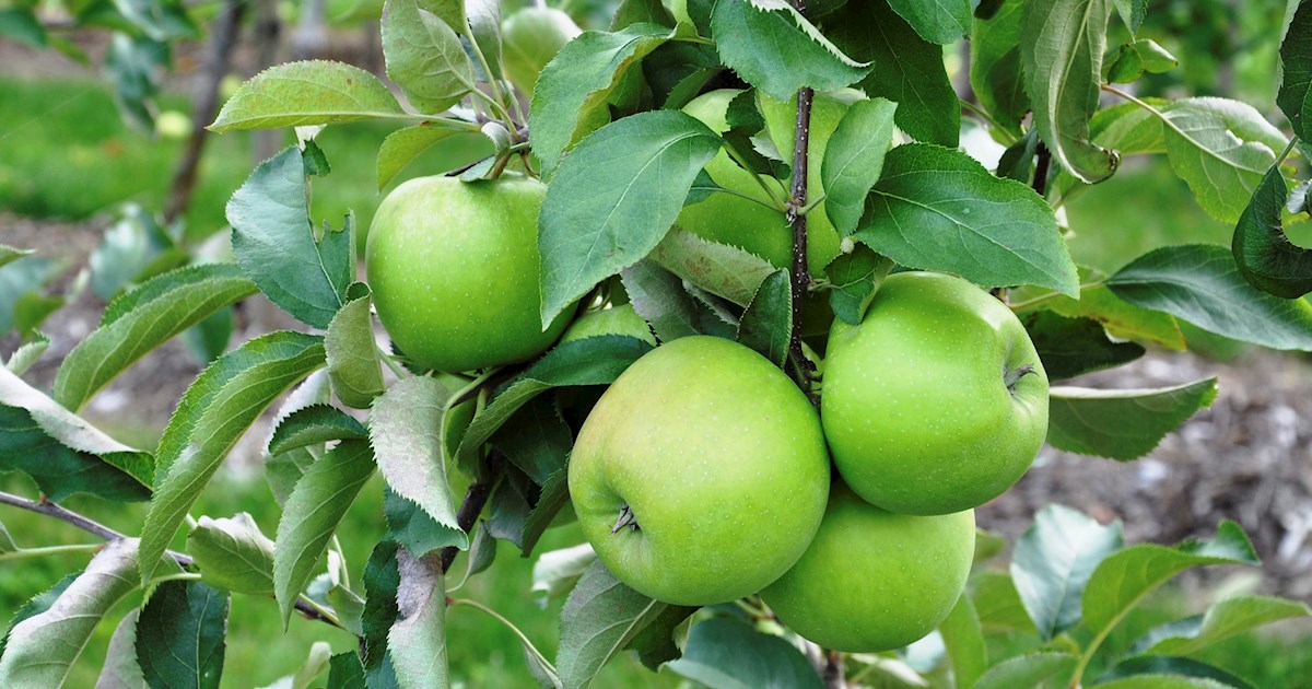 Australia's iconic gift to the world: The Granny Smith green apple - The  Economic Times