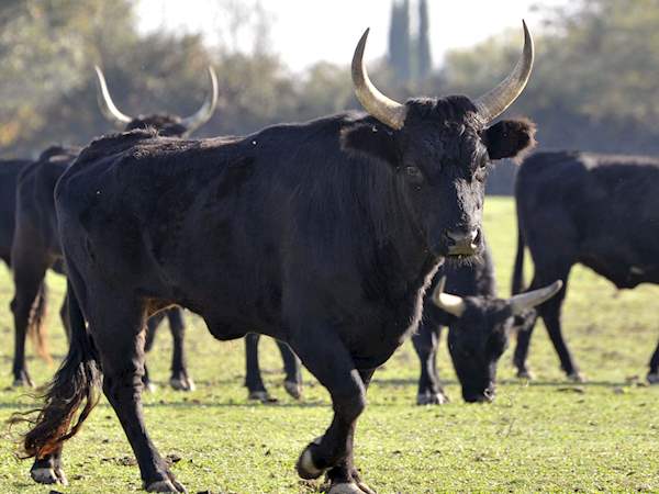 Taureau De Camargue Local Beef From Bouches Du Rhone France