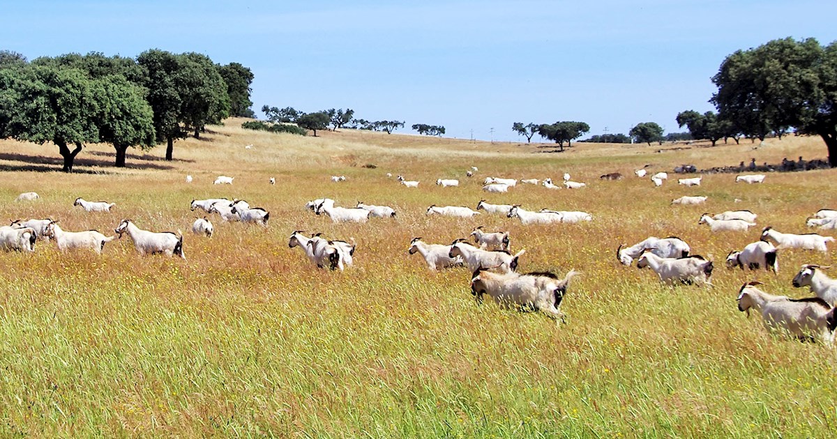 Cabrito do Alentejo | Local Goat From Portalegre District, Western Europe