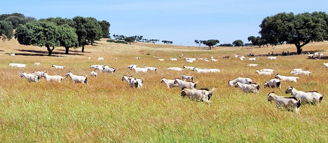 Portuguese Goats: 6 Goat Types in Portugal | TasteAtlas