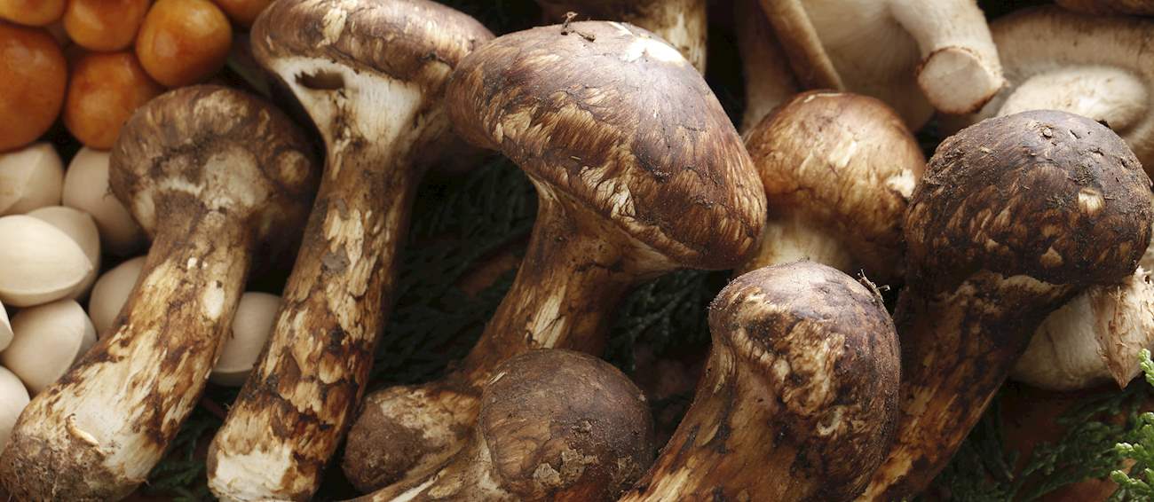 Matsutake Local Mushroom From Japan