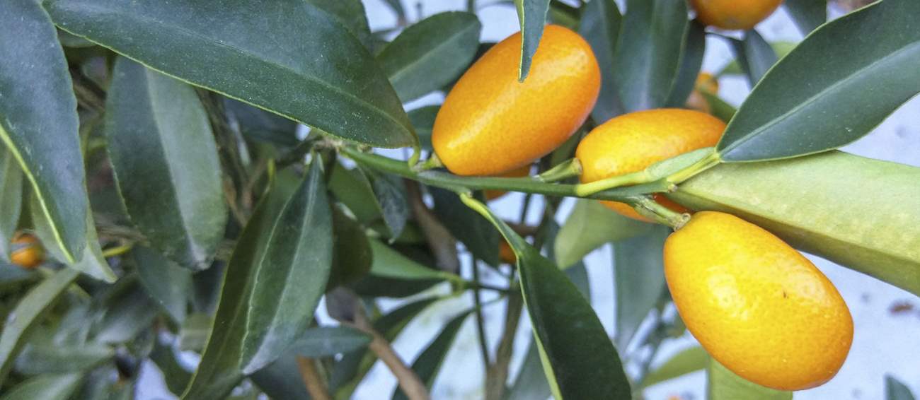 Koum Kouat Kerkyras Local Kumquat From Corfu, Greece