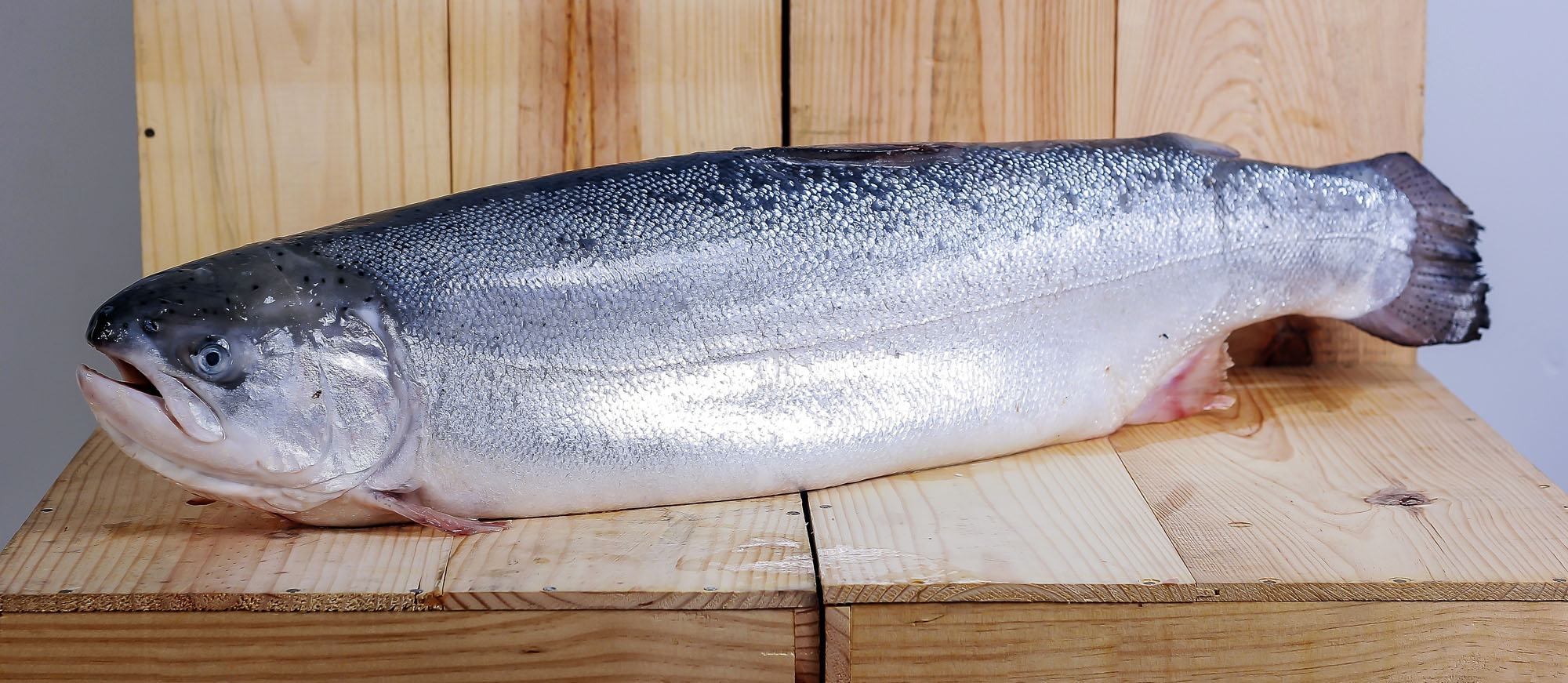 scottish-wild-salmon-local-salmon-from-scotland-united-kingdom