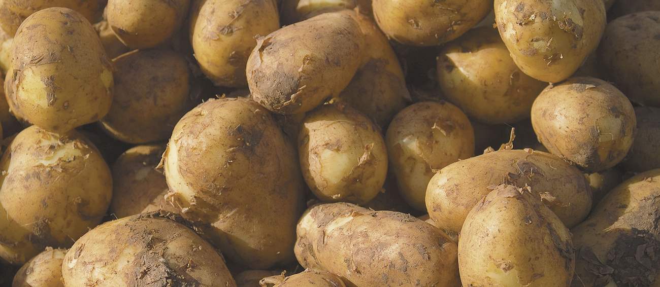 Pomme de Terre de I'Île de ré Local Potato From CharenteMaritime, France