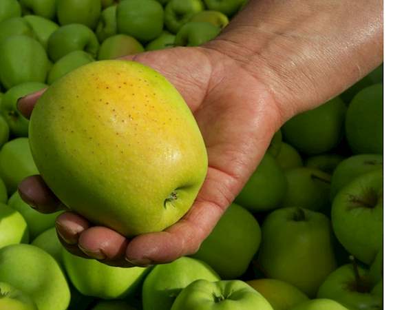 Pomme Du Limousin Local Apple From Limousin France