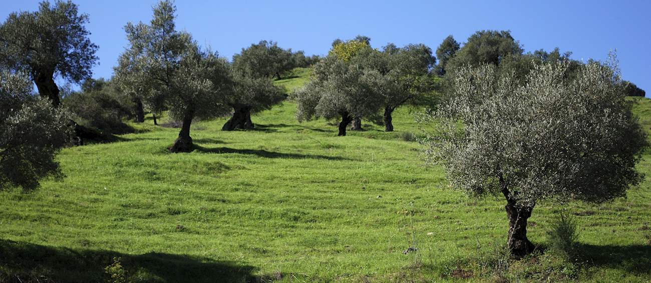 Aceituna Aloreña de Málaga | Local Olive From Province of Málaga, Spain