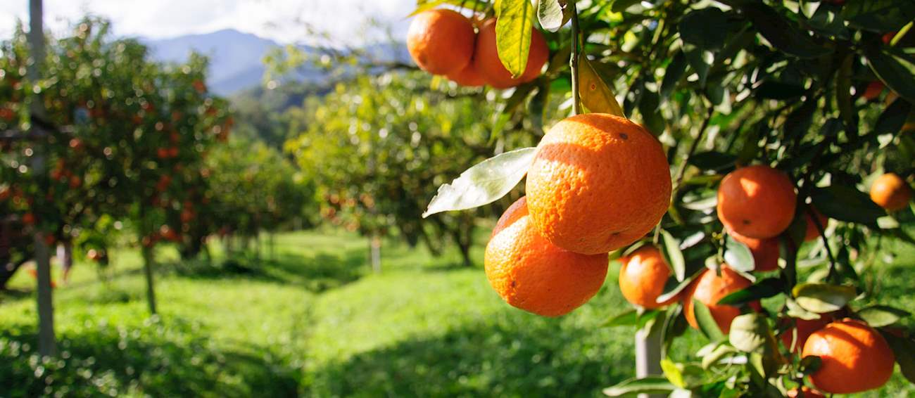 10 Most Popular European Citrus Fruits TasteAtlas