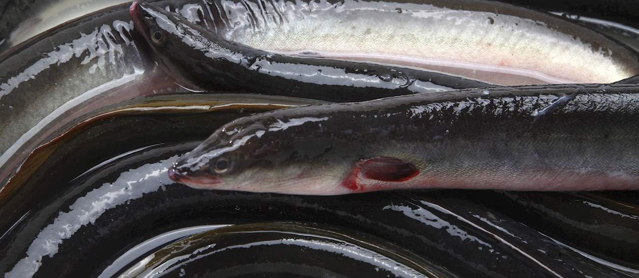 Lough Neagh Eel Local Eel From Lough Neagh, Northern Ireland