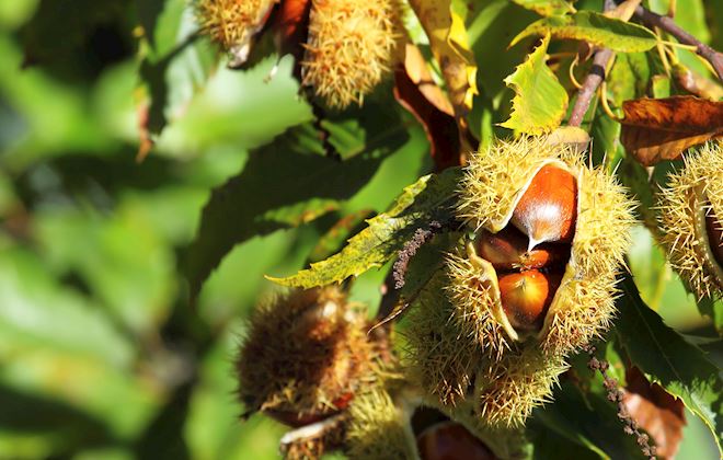 Chestnuts of the World: 20 Chestnuts Types | TasteAtlas