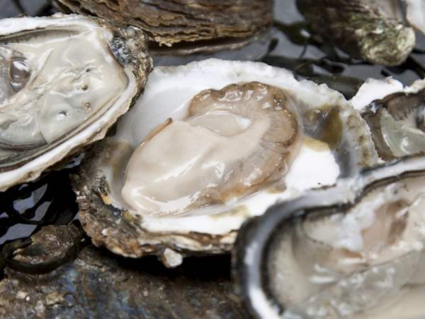 3 Most Popular Australian Oysters - TasteAtlas