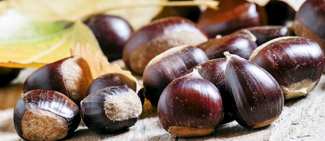 Chestnuts of the World: 20 Chestnuts Types | TasteAtlas