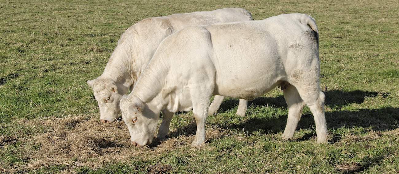 Charolais de Bourgogne Local Beef From Charolles, France