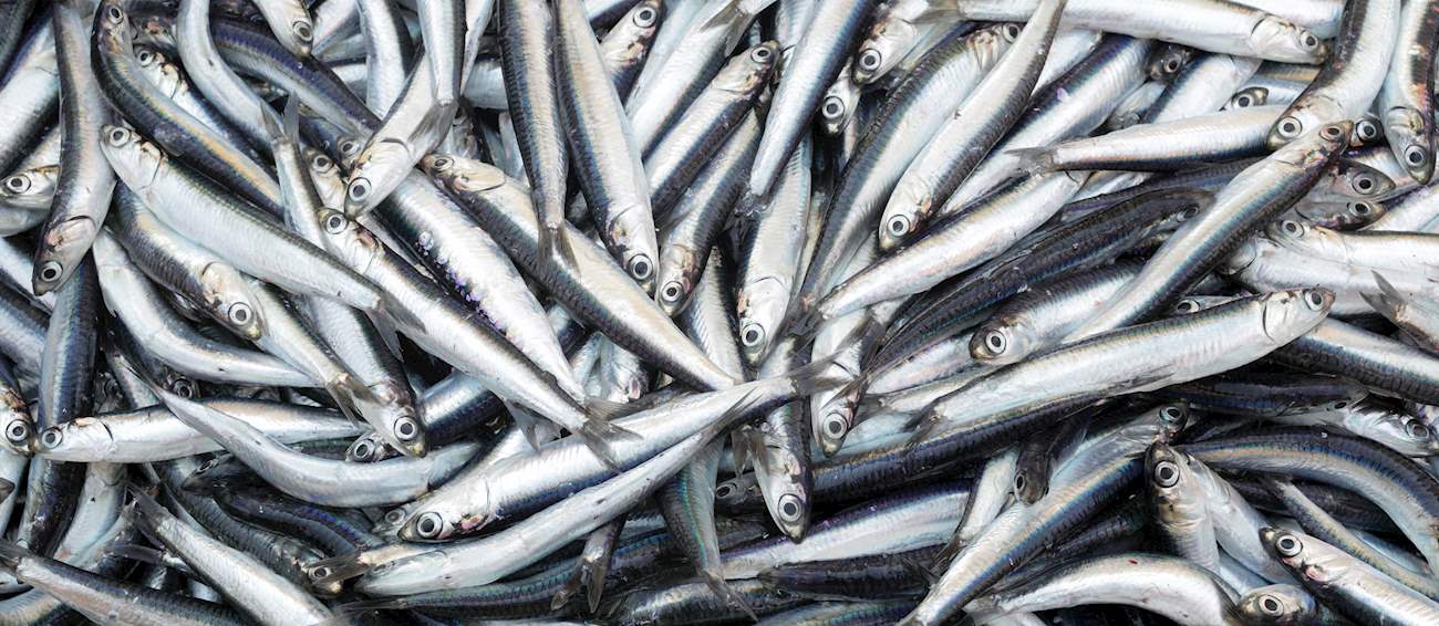Anchois de Collioure Local Preserved Anchovies From Collioure, France