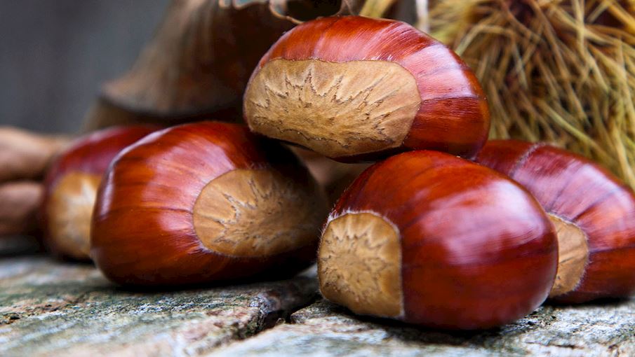 3 Most Popular Tuscan Chestnuts - TasteAtlas