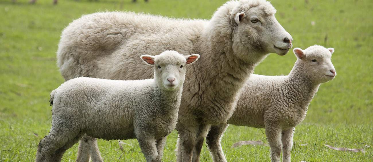 10-most-popular-french-sheep-tasteatlas