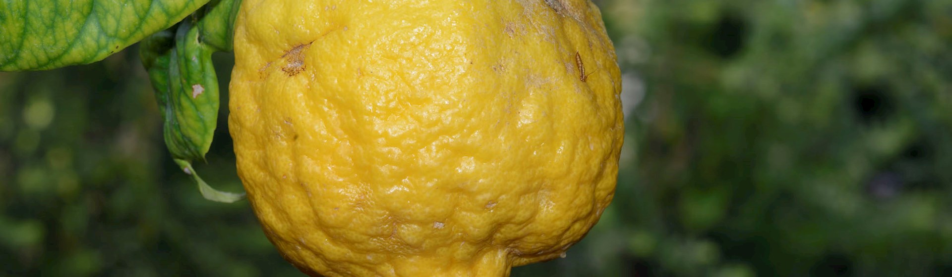 Worst Rated Lemons in the World - TasteAtlas