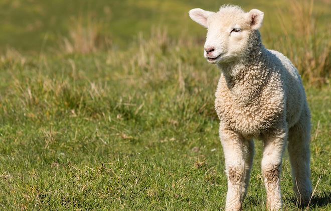 French Lambs: 12 Lamb Types in France TasteAtlas