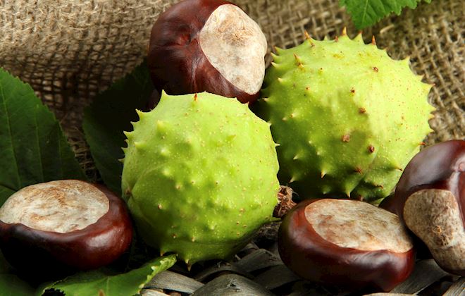 Chestnuts of the World: 20 Chestnuts Types | TasteAtlas