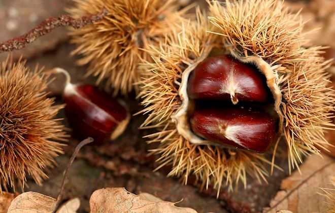 Chestnuts of the World: 20 Chestnuts Types | TasteAtlas