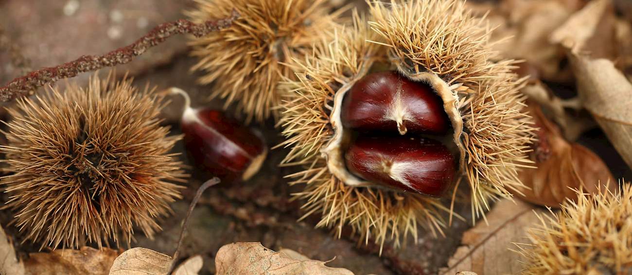 10 Most Popular Italian Chestnuts - Tasteatlas