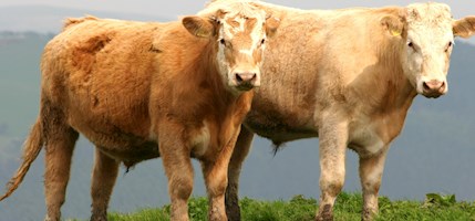Welsh beef