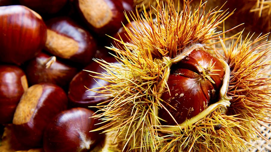 10 Most Popular Italian Nuts and Seeds - TasteAtlas