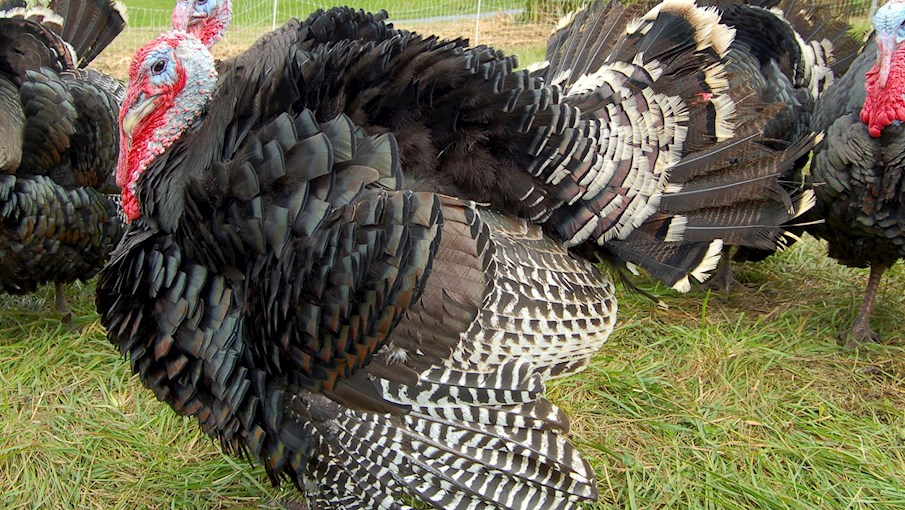 3 Most Popular European Turkeys TasteAtlas