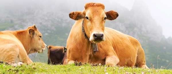 Ternera Asturiana  Local Beef Cattle Breed From Asturias, Spain