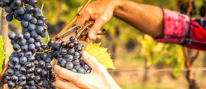 Eat Local in Flemish Brabant Province