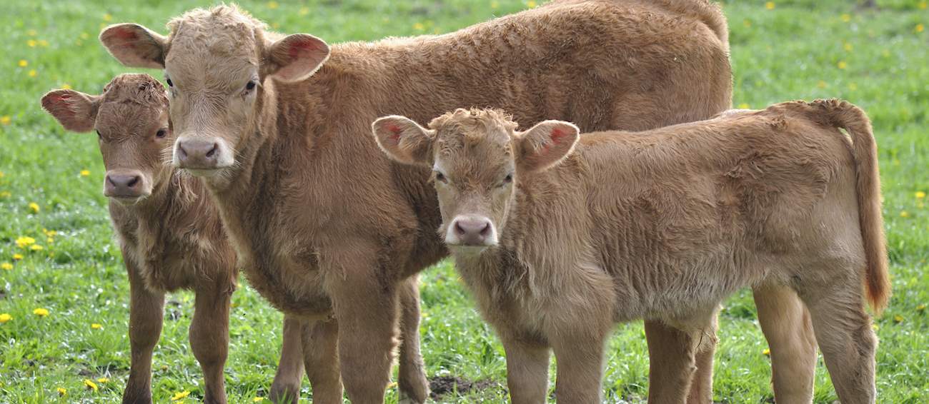 Veau du Limousin Local Veal From Limousin, France