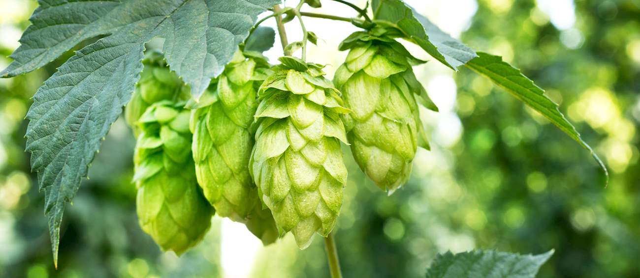 East Kent Goldings Local Hop From Kent, England