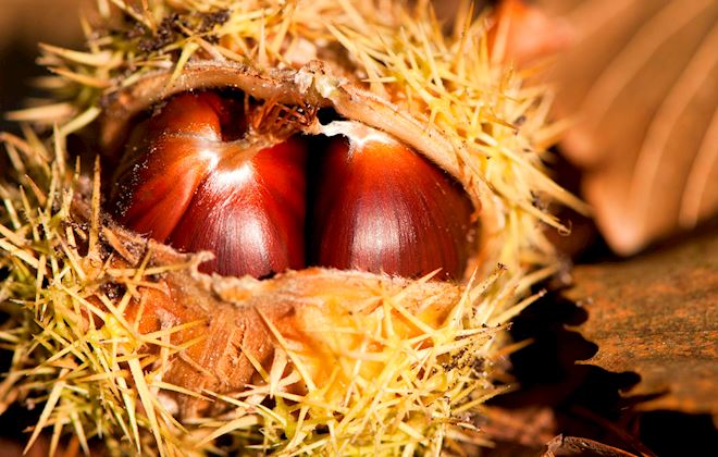 Chestnuts of the World: 20 Chestnuts Types | TasteAtlas