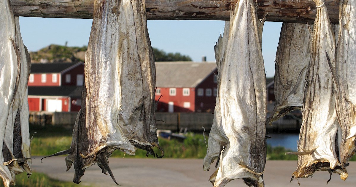 DryFish of Norway®  High quality Stockfish from Norway – Dryfish of Norway