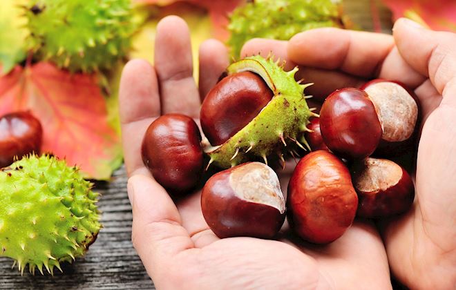 Chestnuts of the World: 20 Chestnuts Types | TasteAtlas