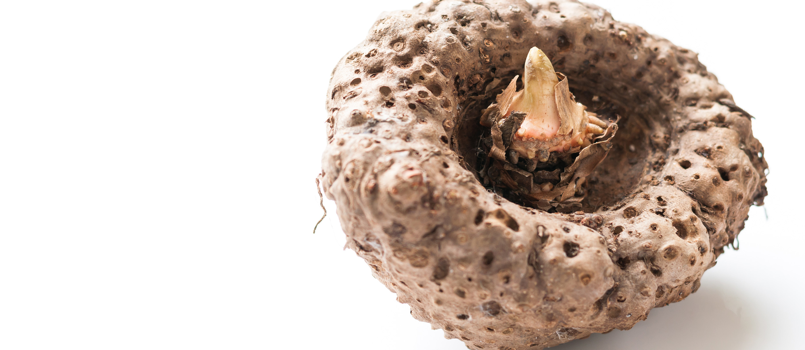 Konjac Local Tuber From China