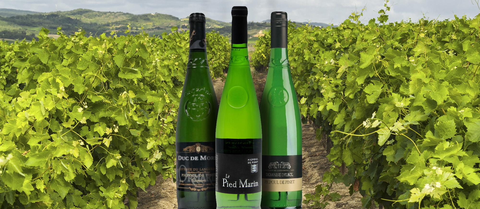 LanguedocRoussillon White Wines 5 White Wine Types in LanguedocRoussillon TasteAtlas