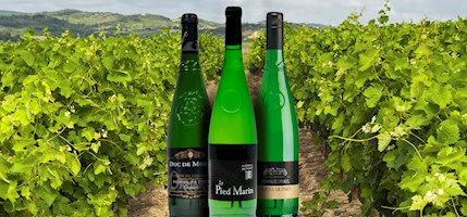 Picpoul de Pinet