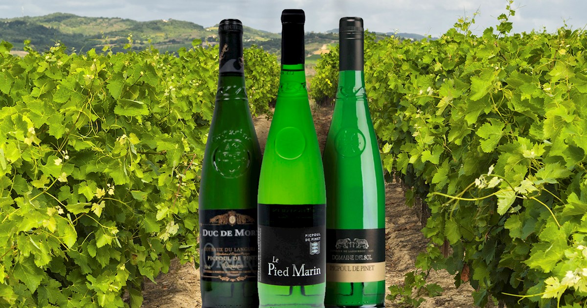 Picpoul de Pinet | Local Wine Appellation From Hérault, France