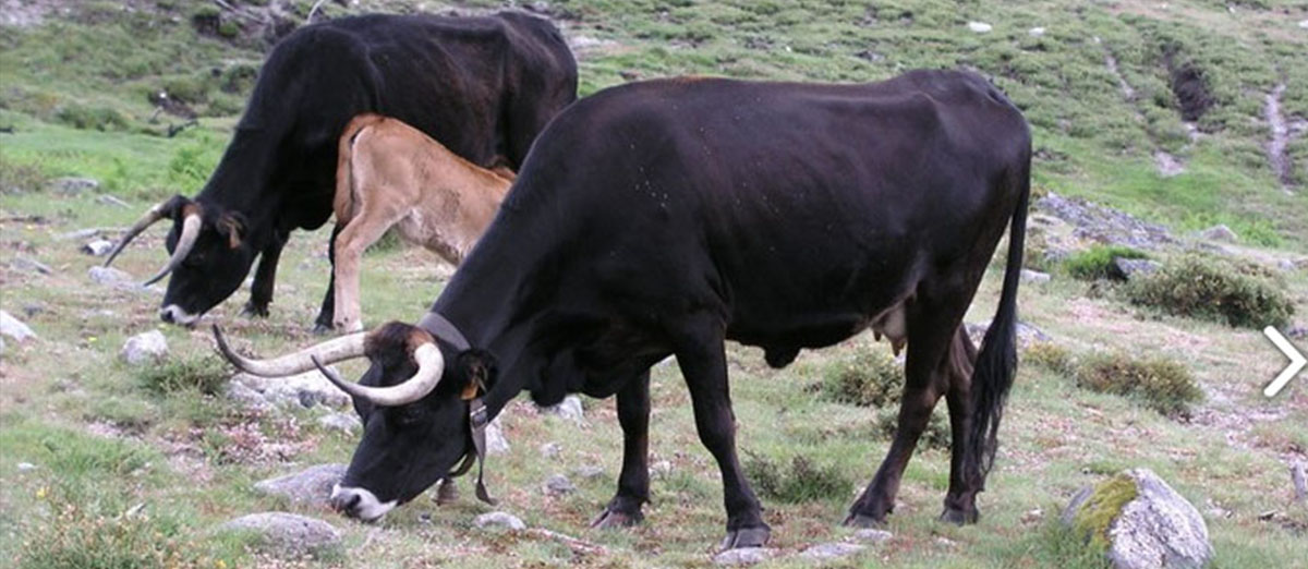 Carne Maronesa | Local Beef From Vila Real District, Portugal