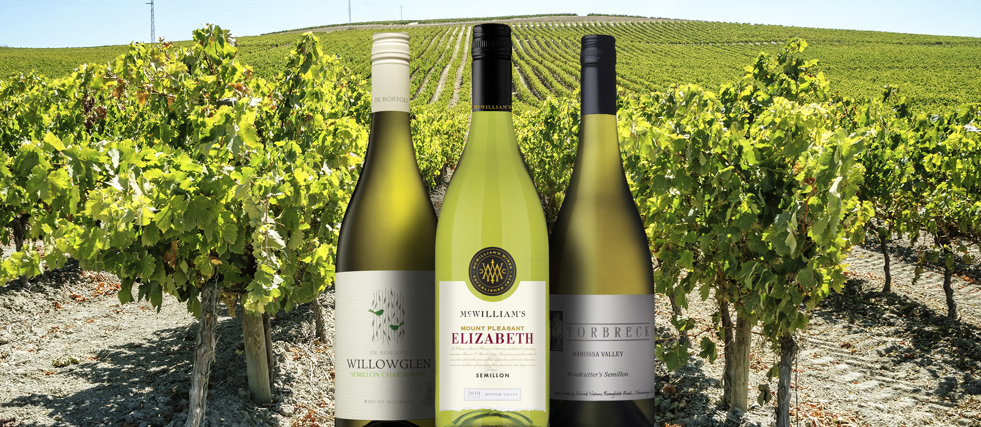 Semillon Local Wine Variety From Gironde, France