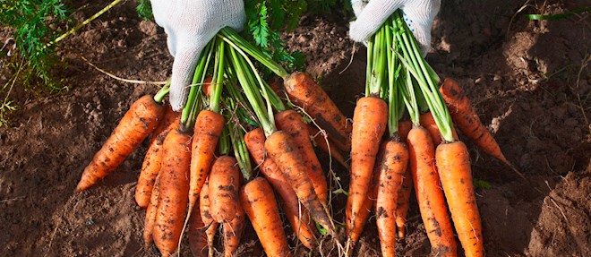 western-european-root-vegetables-5-root-vegetable-types-in-western