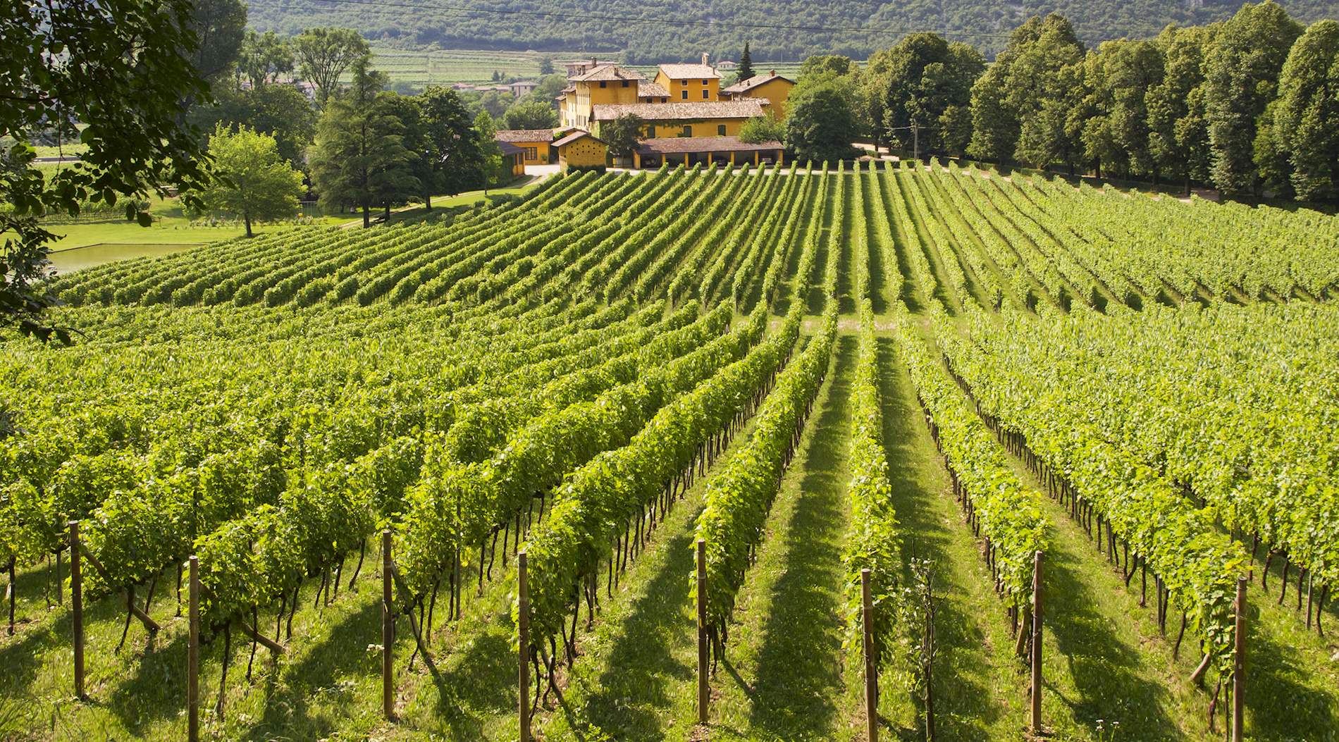 Trentino