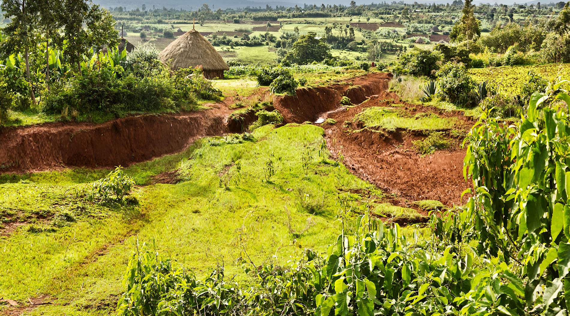 Eat Local in Ethiopia