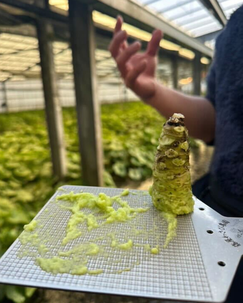 Your wasabi is fake. How to recognize the real one?