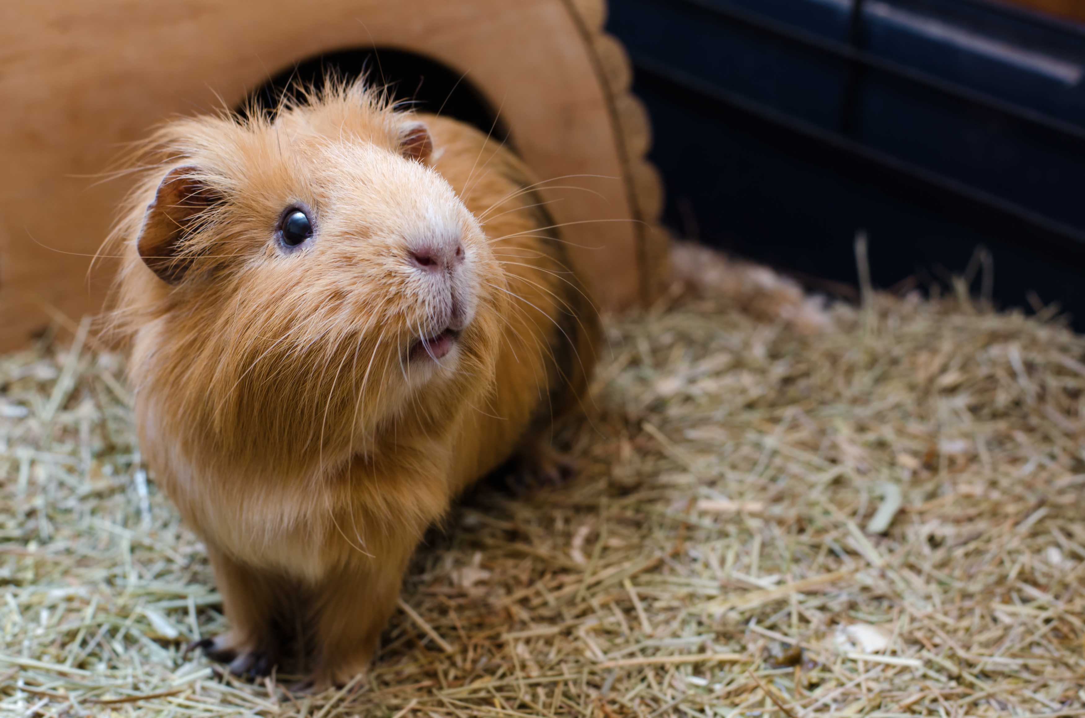 Cuy guinea hotsell pig pet